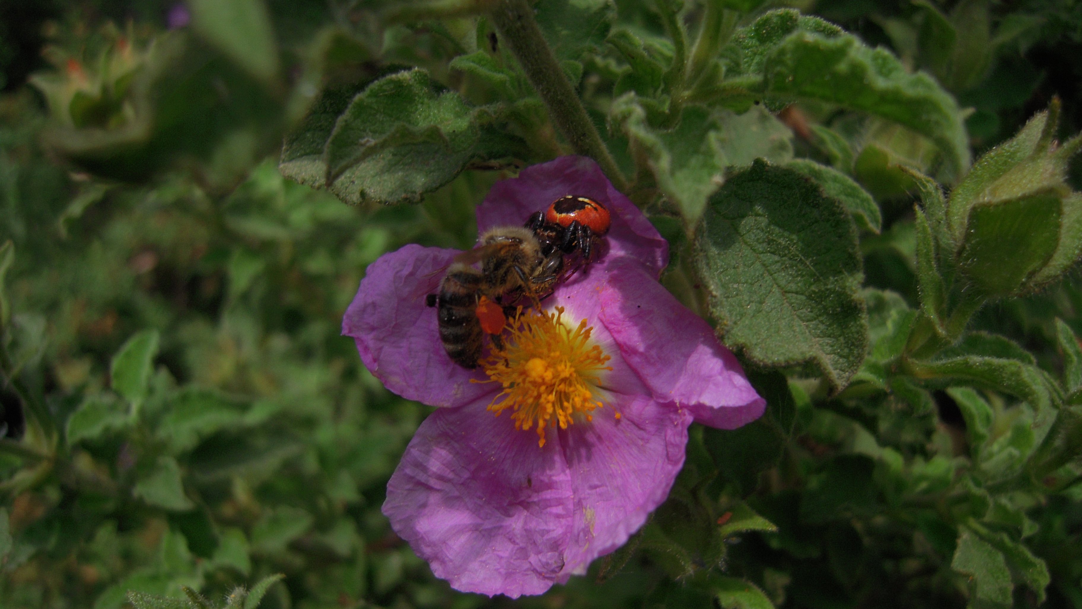 A bee on a cistus flower.